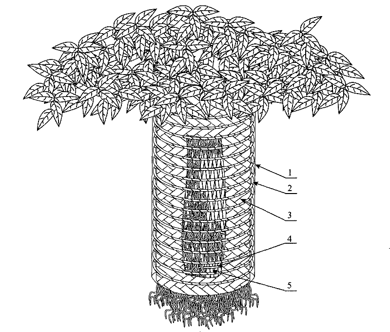 Quick-growing cultivation method of baniany by imitating culture artistic shapes of thousand-year ancient trees