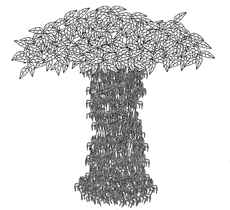 Quick-growing cultivation method of baniany by imitating culture artistic shapes of thousand-year ancient trees