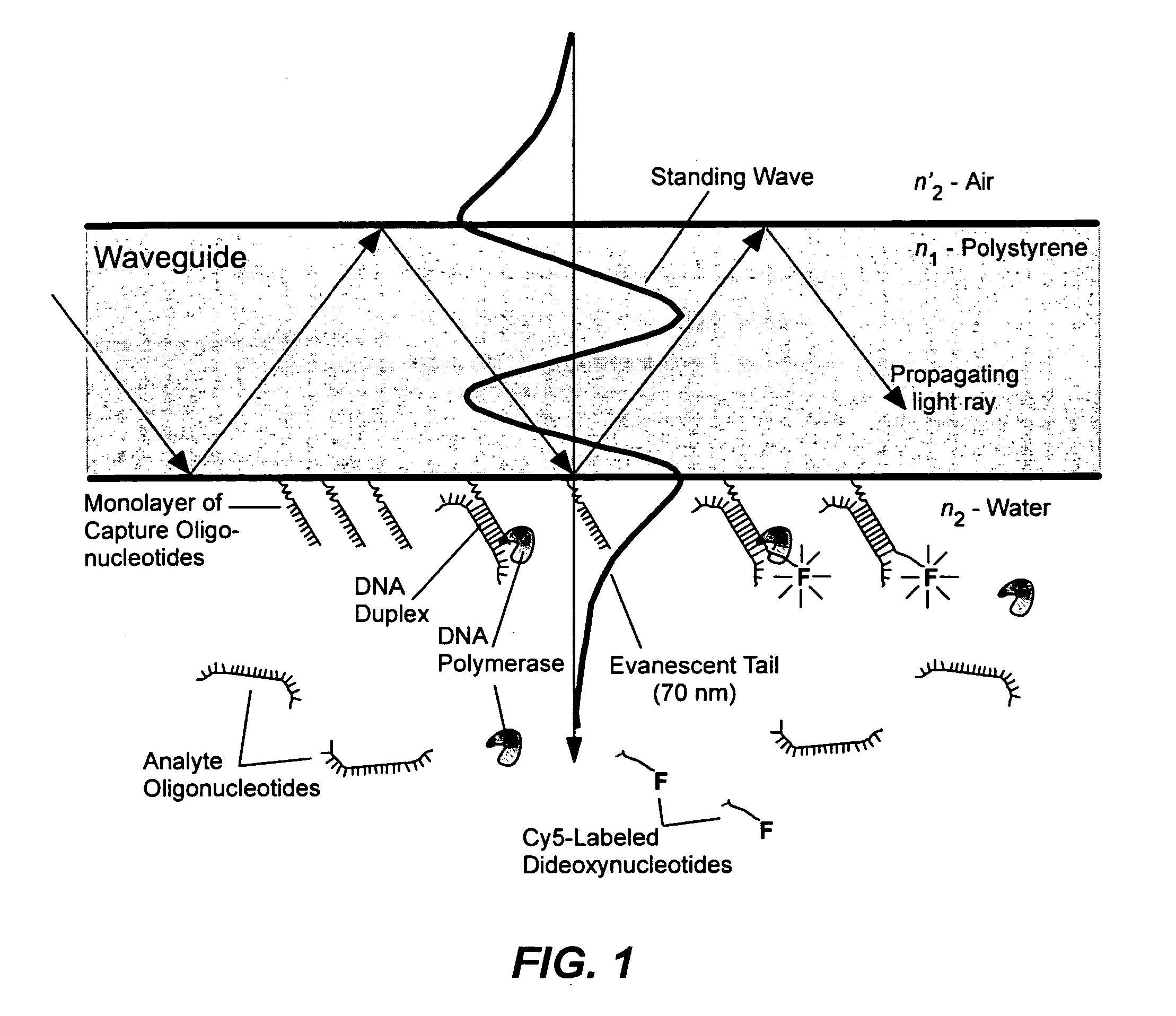 Single base extension