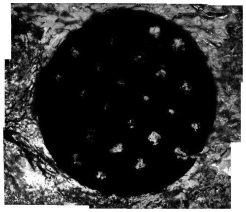 Non-decalcified bone tissue plastic embedding ultrathin flaking method