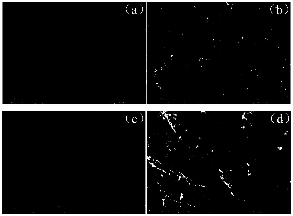 Preparation method and application of heteroelement-doped carbon nano tube packaging metal sulfide composite negative electrode material