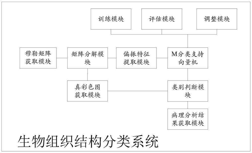 Mueller polarization technology-based biological tissue structure classification system