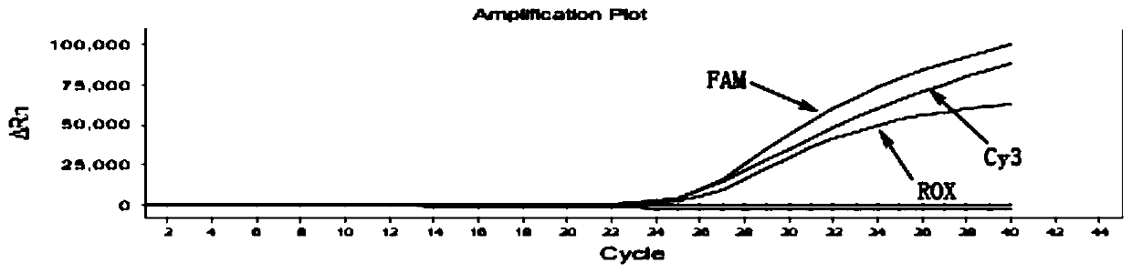 Human MTHFR gene polymorphism detection kit