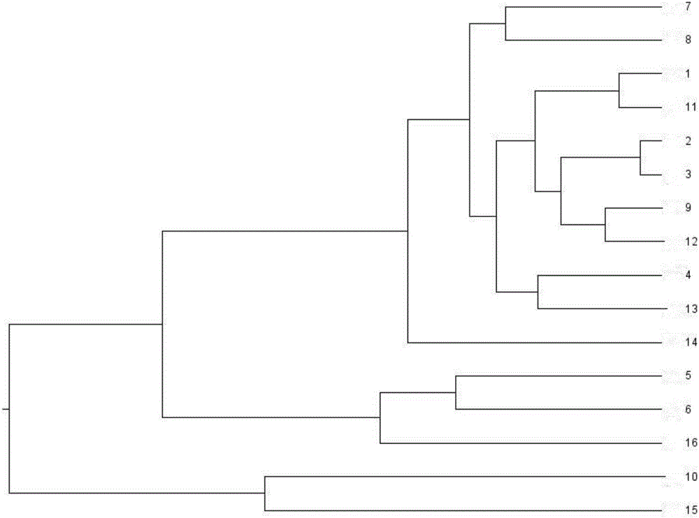 SSR core primer set based on Pennisetum purpureum Schum transcriptome sequence development and its application