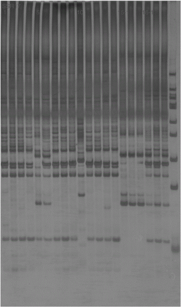 SSR core primer set based on Pennisetum purpureum Schum transcriptome sequence development and its application