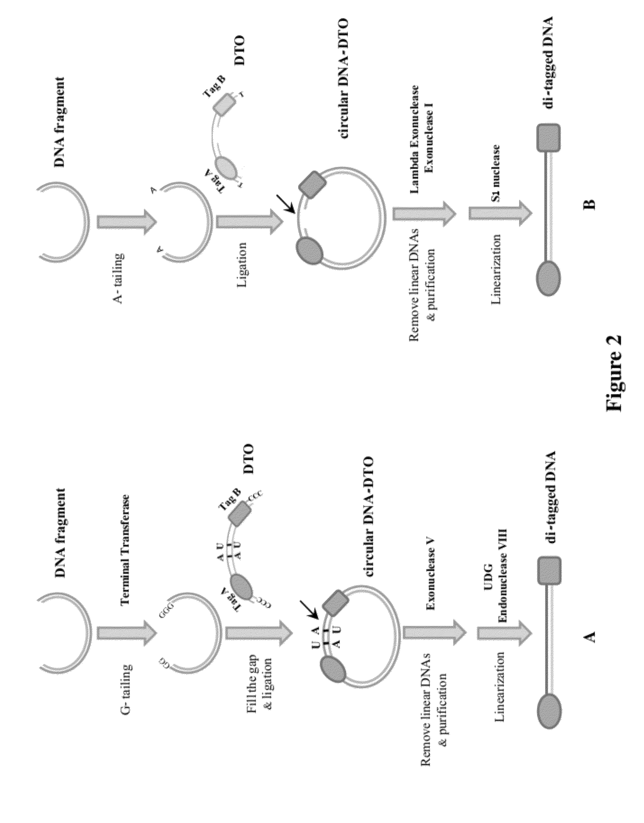 Methods of making di-tagged DNA libraries from DNA or RNA using double-tagged oligonucleotides