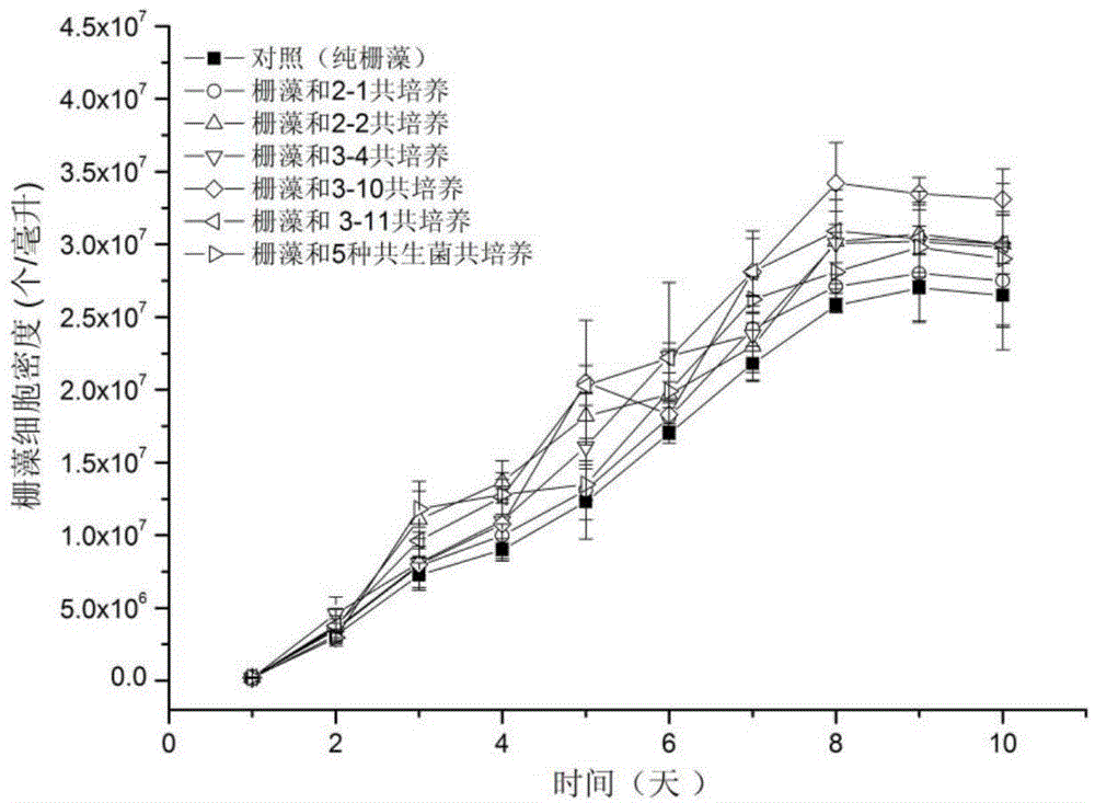 Symbiotic bacterium system for increasing biomasses of scenedesmus obliquus and improving quality of grease and application of symbiotic bacterium system