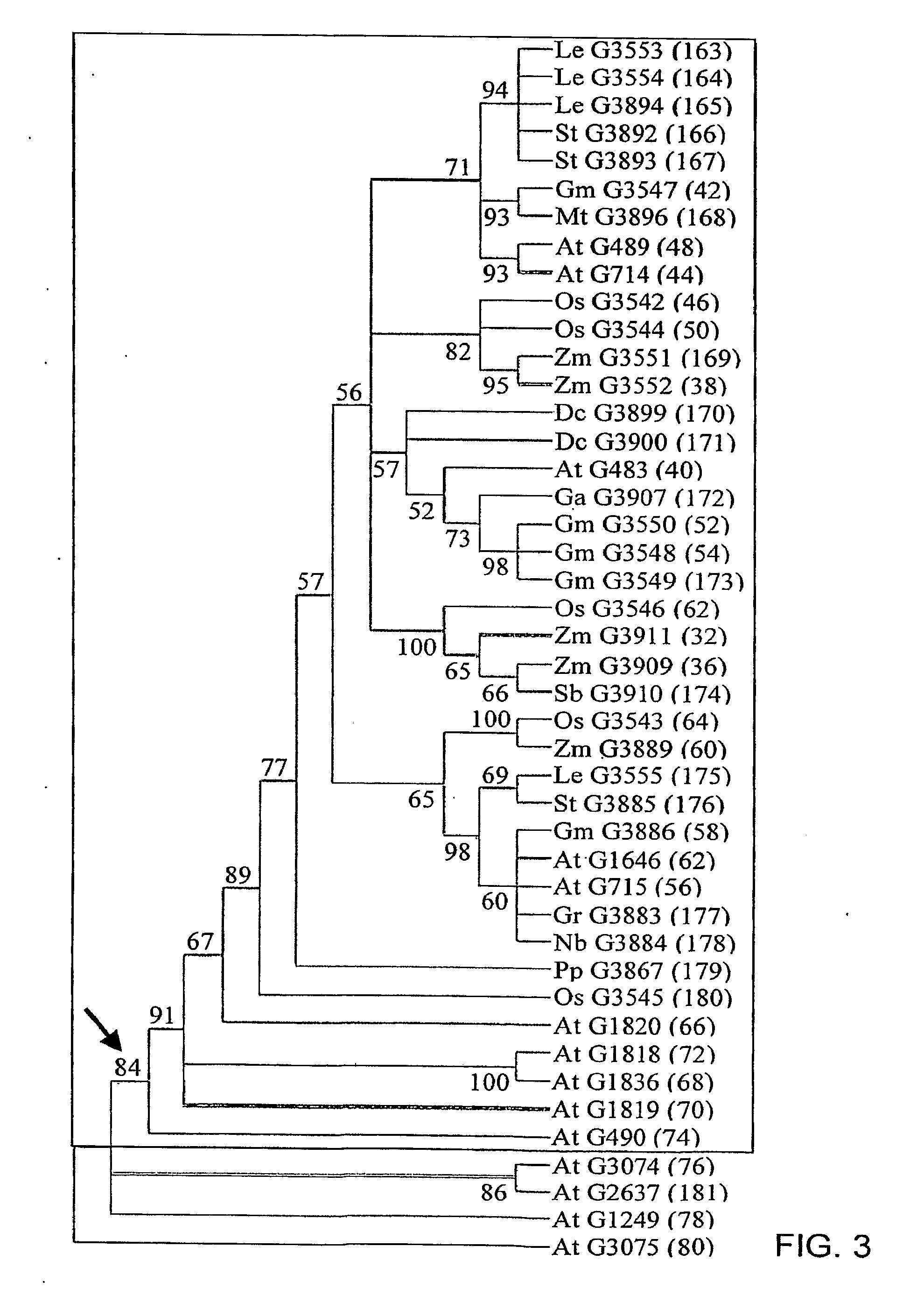 Plants with enhanced size and growth rate