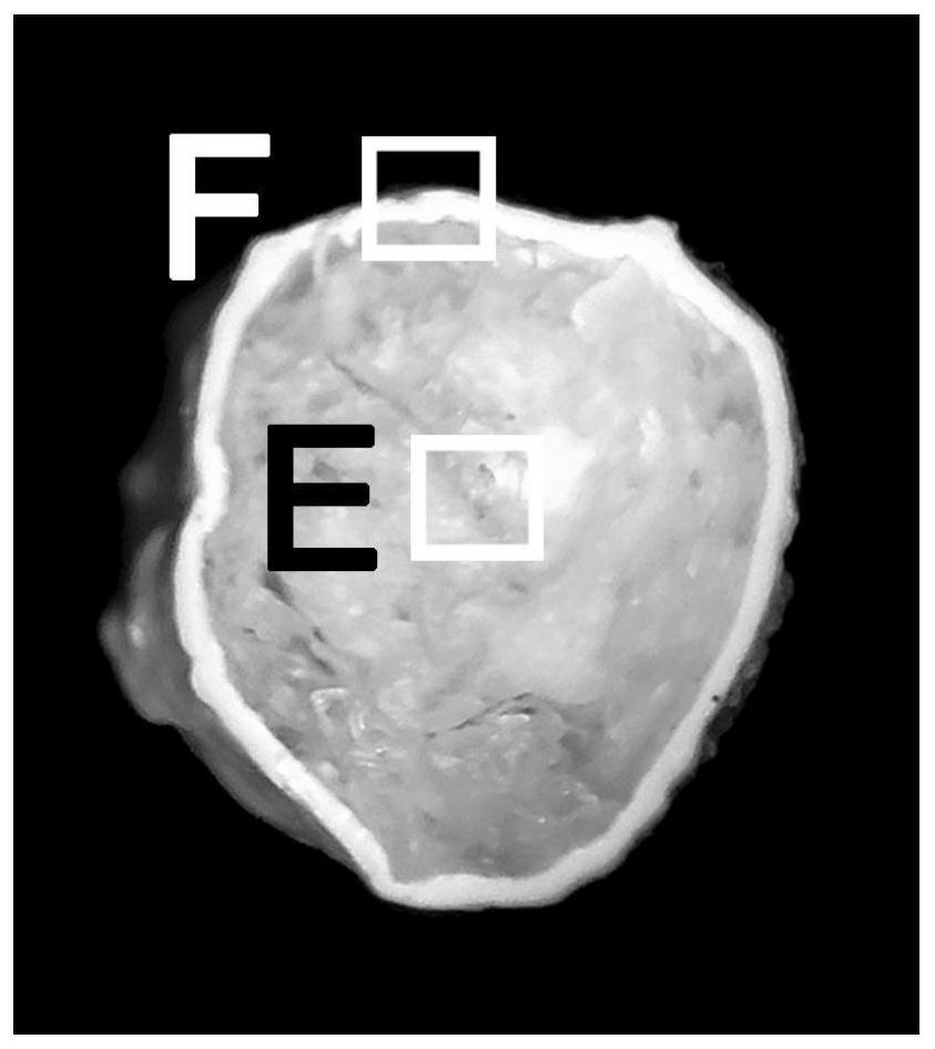 Mechanical property enhanced acellular spinal cord biomaterial scaffold and preparation method and application thereof