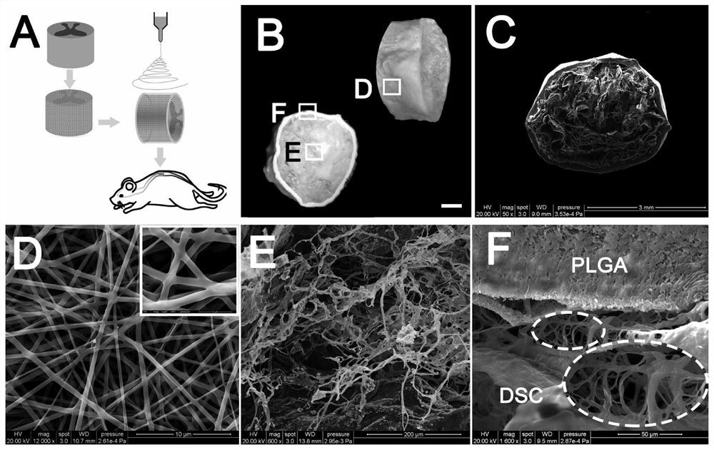 Mechanical property enhanced acellular spinal cord biomaterial scaffold and preparation method and application thereof