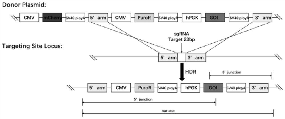 Site for stably expressing protein in CHO cell gene NW_003613781.1 and application of site