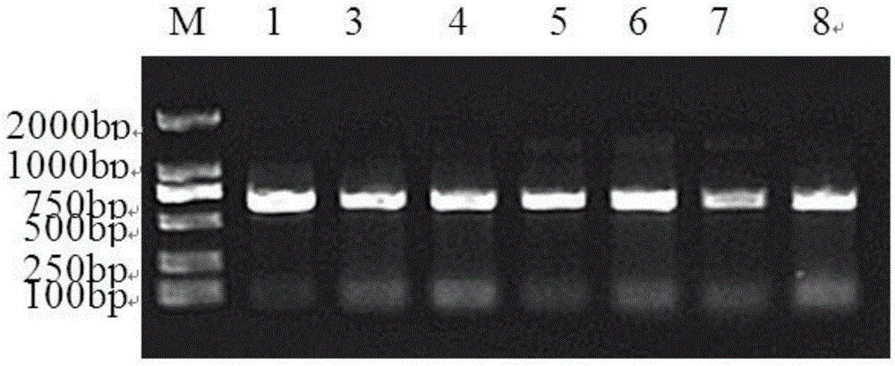 Soybean protein GmAIRP1 and coding gene and application thereof