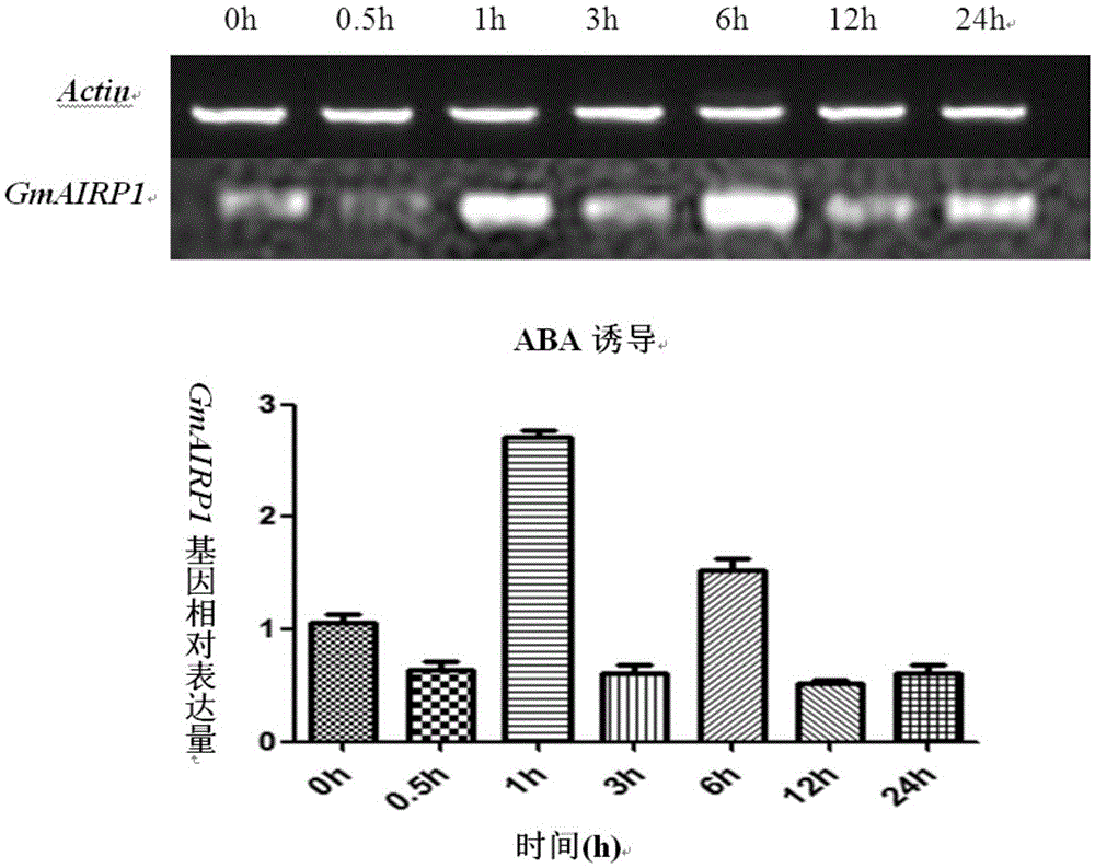 Soybean protein GmAIRP1 and coding gene and application thereof