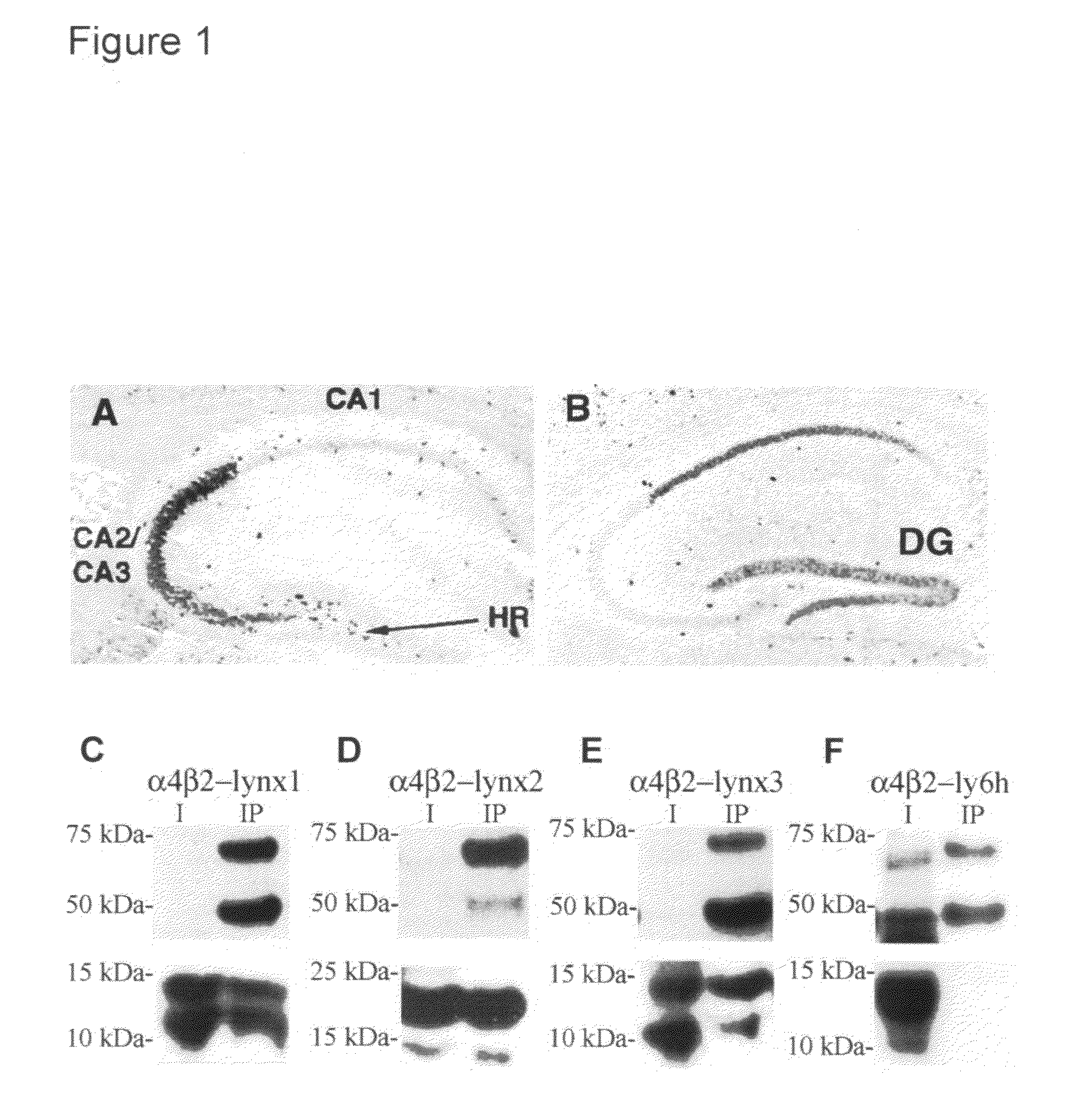 Neurobiological compositions