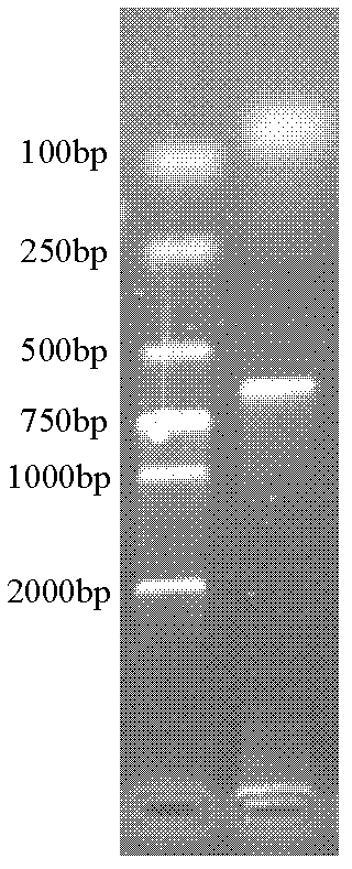 Recombinant rubella virus protein and applications thereof