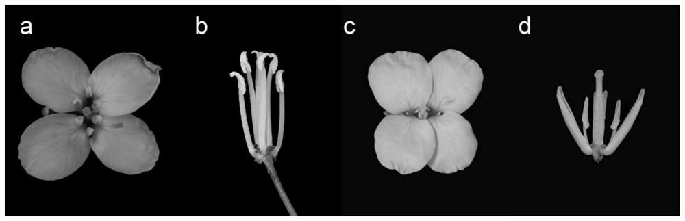 Breeding method of brassica napus radish cytoplasm restorer line