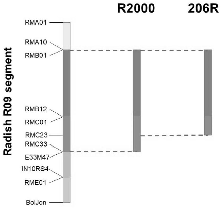 Breeding method of brassica napus radish cytoplasm restorer line