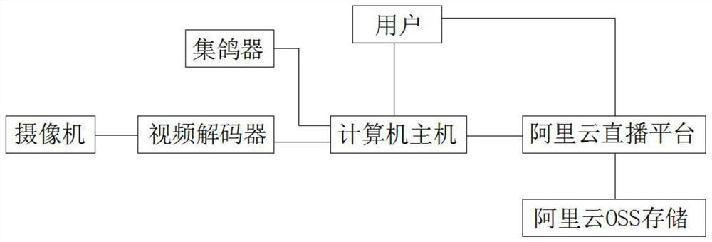 A video inspection system and method for homing pigeons