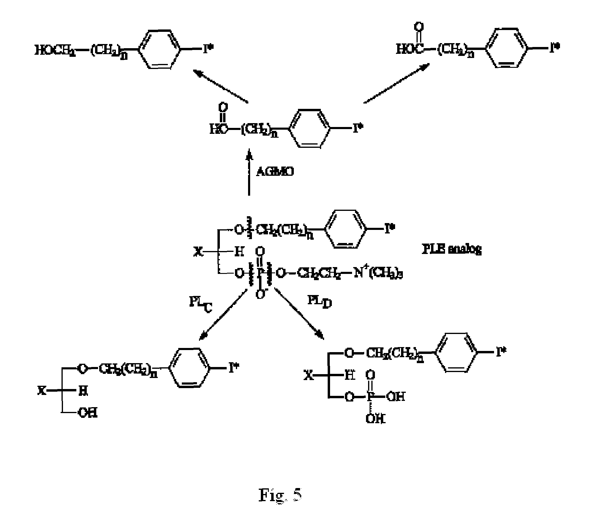 Imaging and selective retention of phospholipid ether analogs