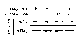 Lactate dehydrogenase A acetylation activator and application thereof