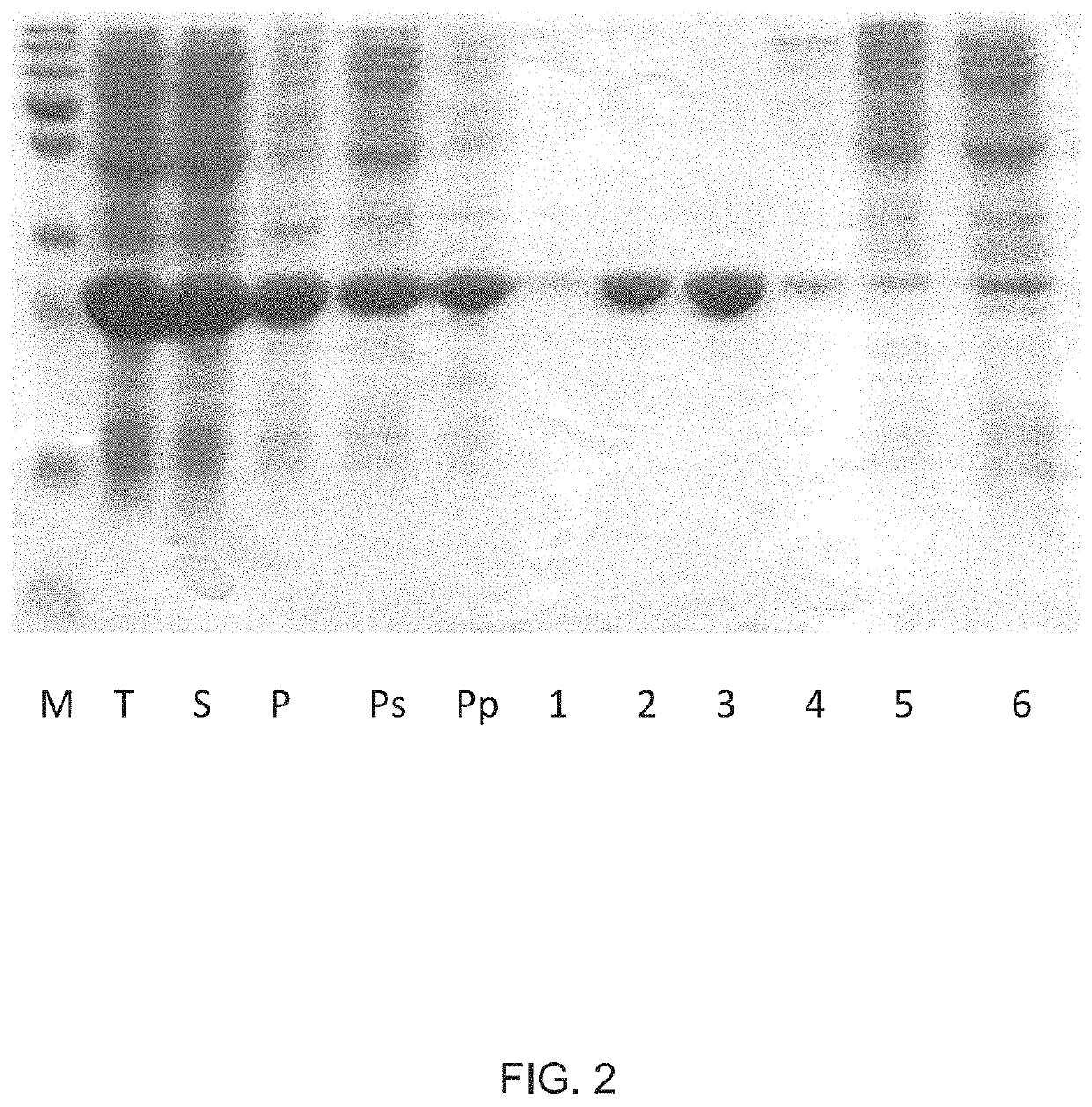 Modified virus-like particles of CMV