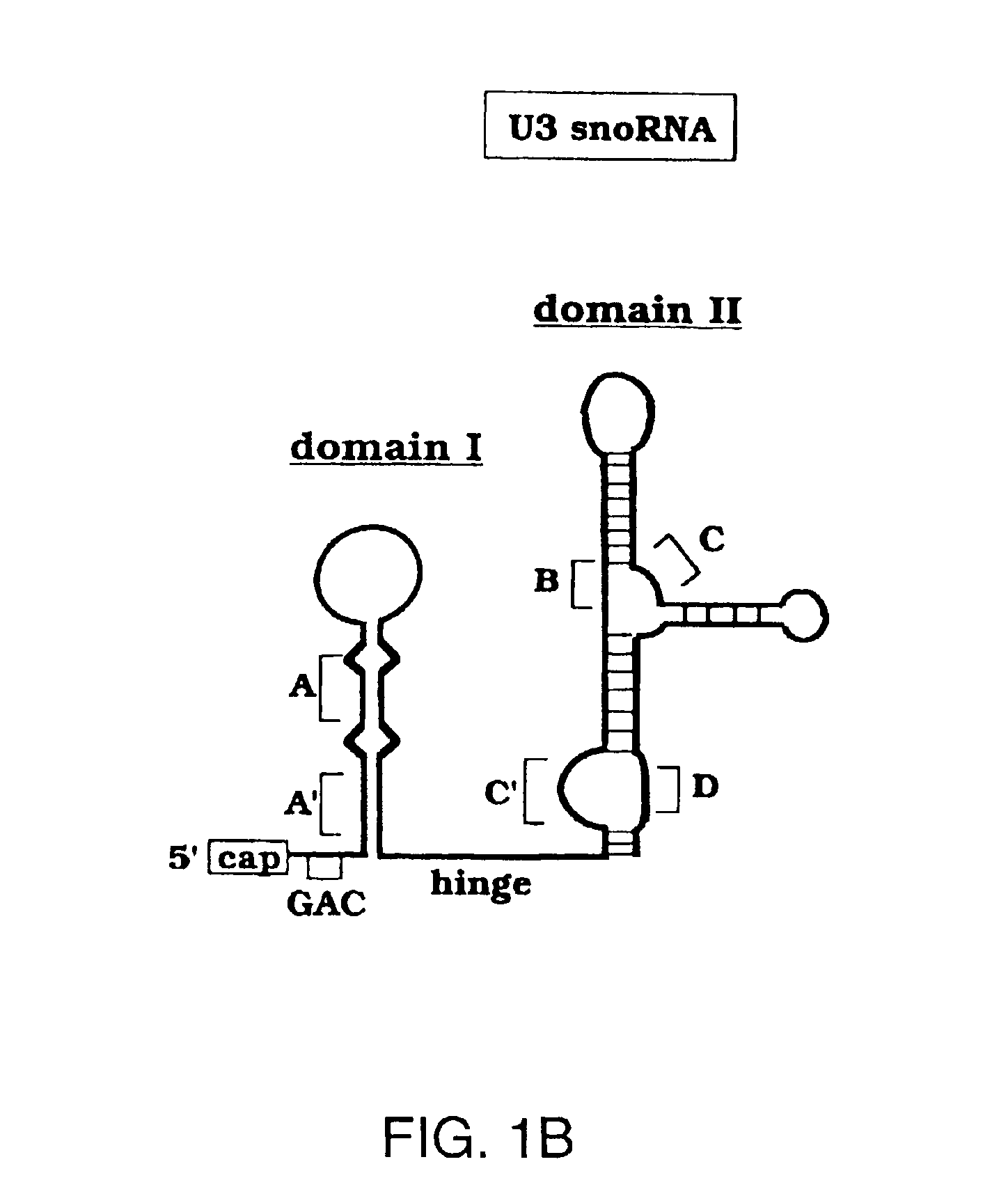 Methods to screen for antibiotic agents and their use in treatment of opportunistic infections