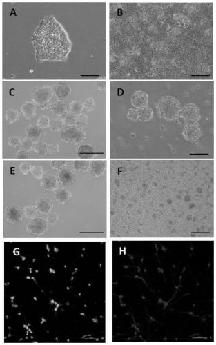 Application of recombinant human Notch1 protein in preparation of neural stem cells and cortical neurons