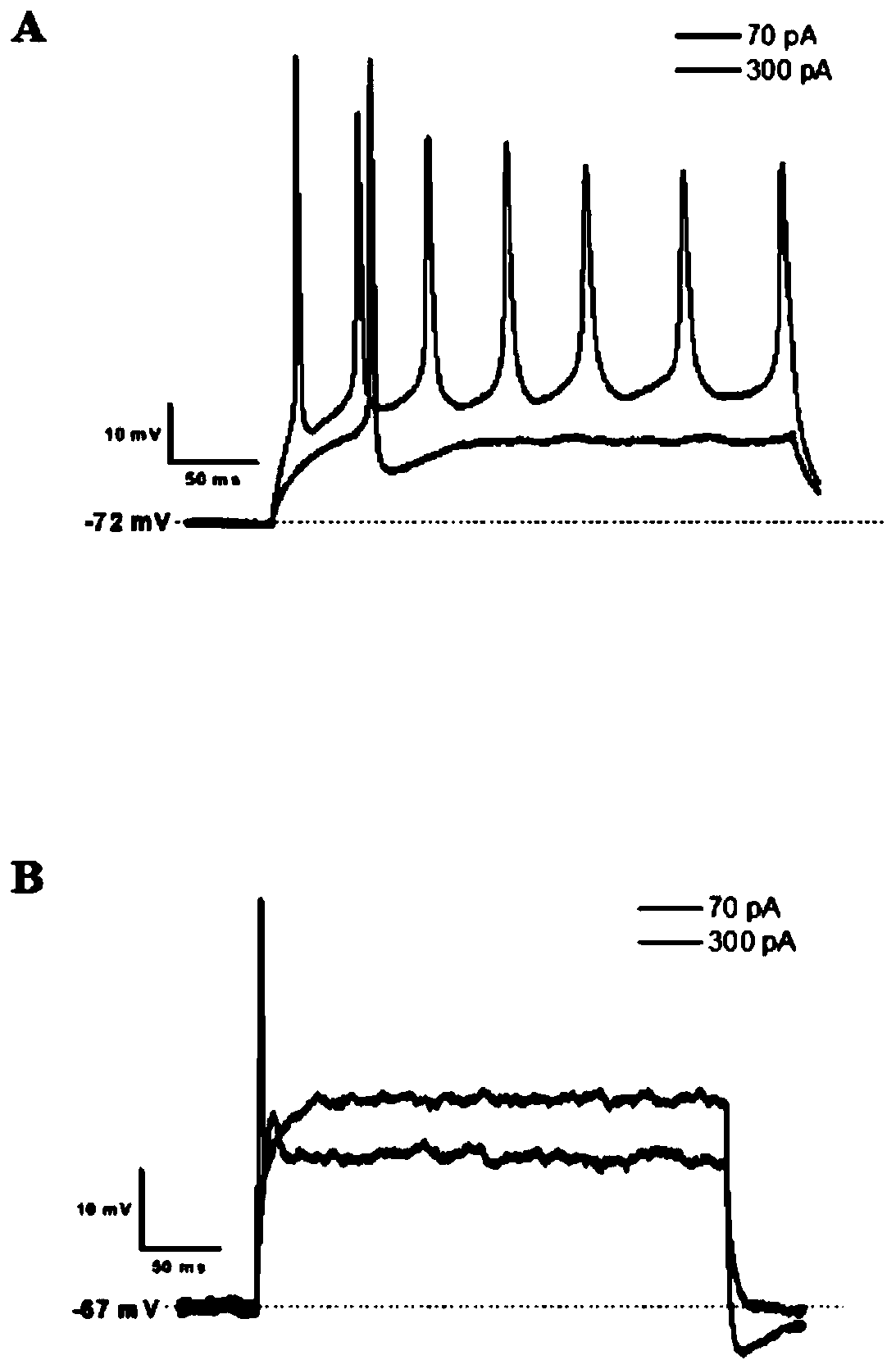 Application of recombinant human Notch1 protein in preparation of neural stem cells and cortical neurons