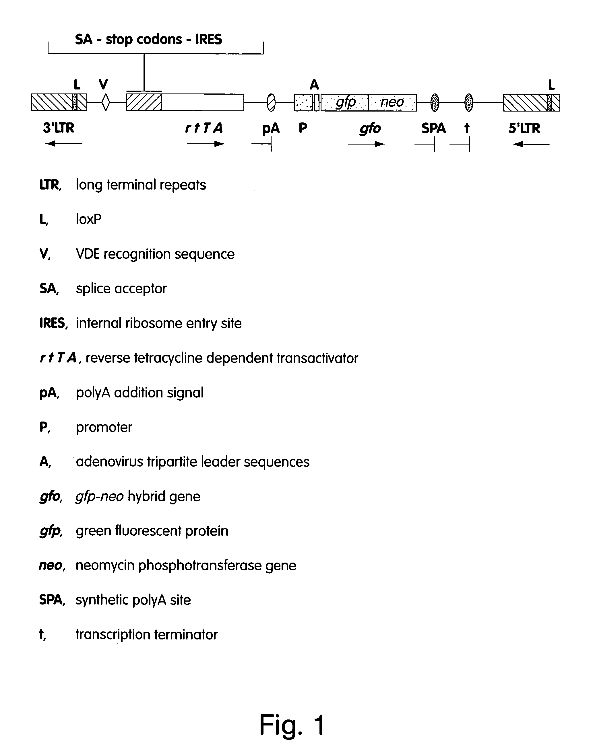 Vectors and methods for the mutagenesis of mammalian genes