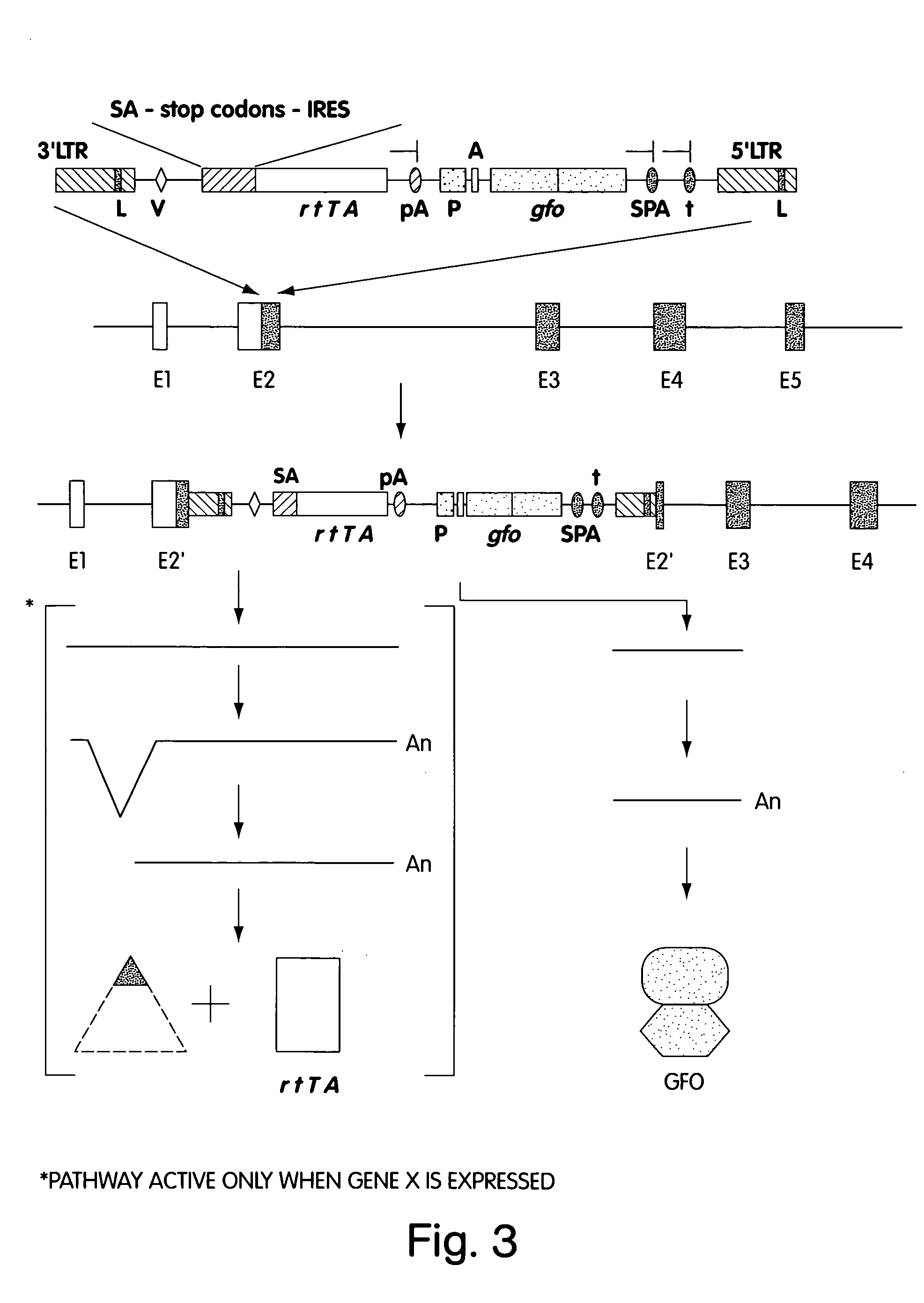 Vectors and methods for the mutagenesis of mammalian genes