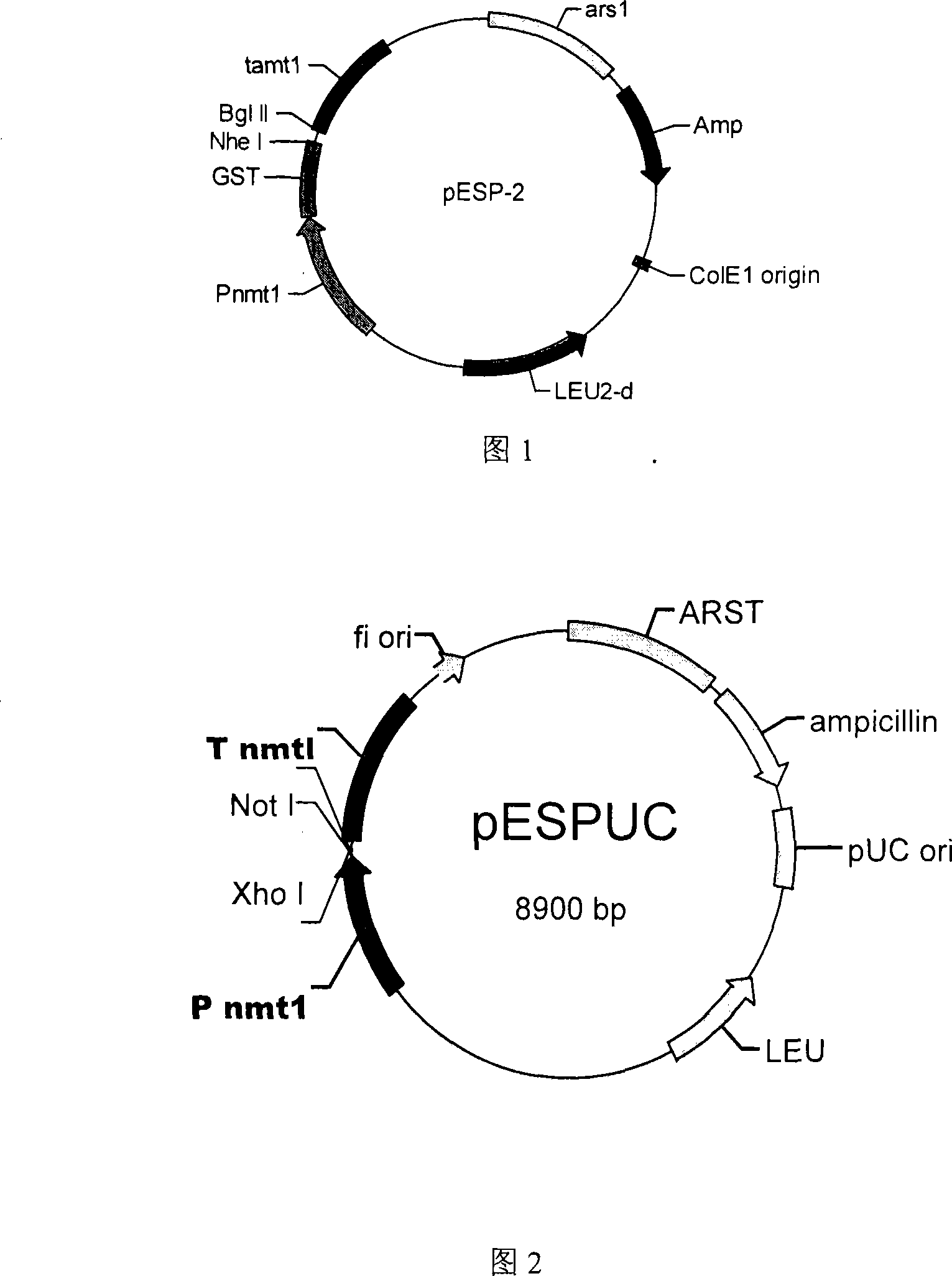 Schizosaccharomyces pombe engineering strain having cellulase activity and constructing method thereof