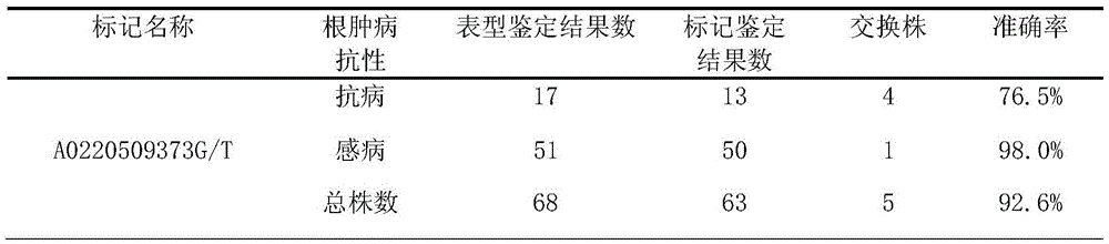 Specific SNP molecular marker for identifying cabbage clubroot 4# physiological race resistance and application