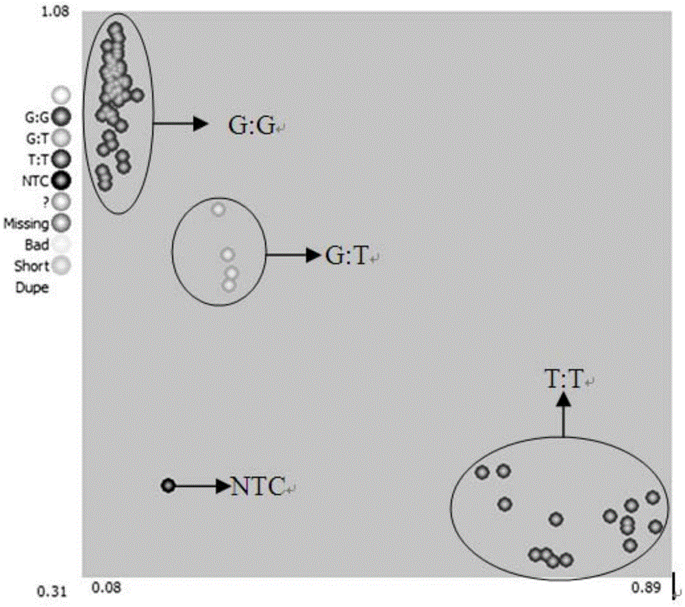 Specific SNP molecular marker for identifying cabbage clubroot 4# physiological race resistance and application