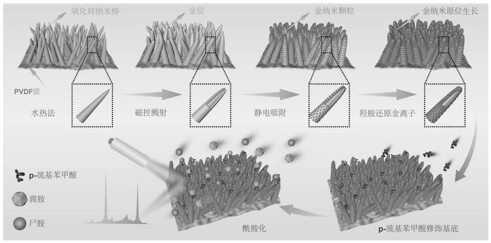 Three-dimensional flexible SERS (Surface Enhanced Raman Scattering) substrate and putrescine and cadaverine detection method based on substrate