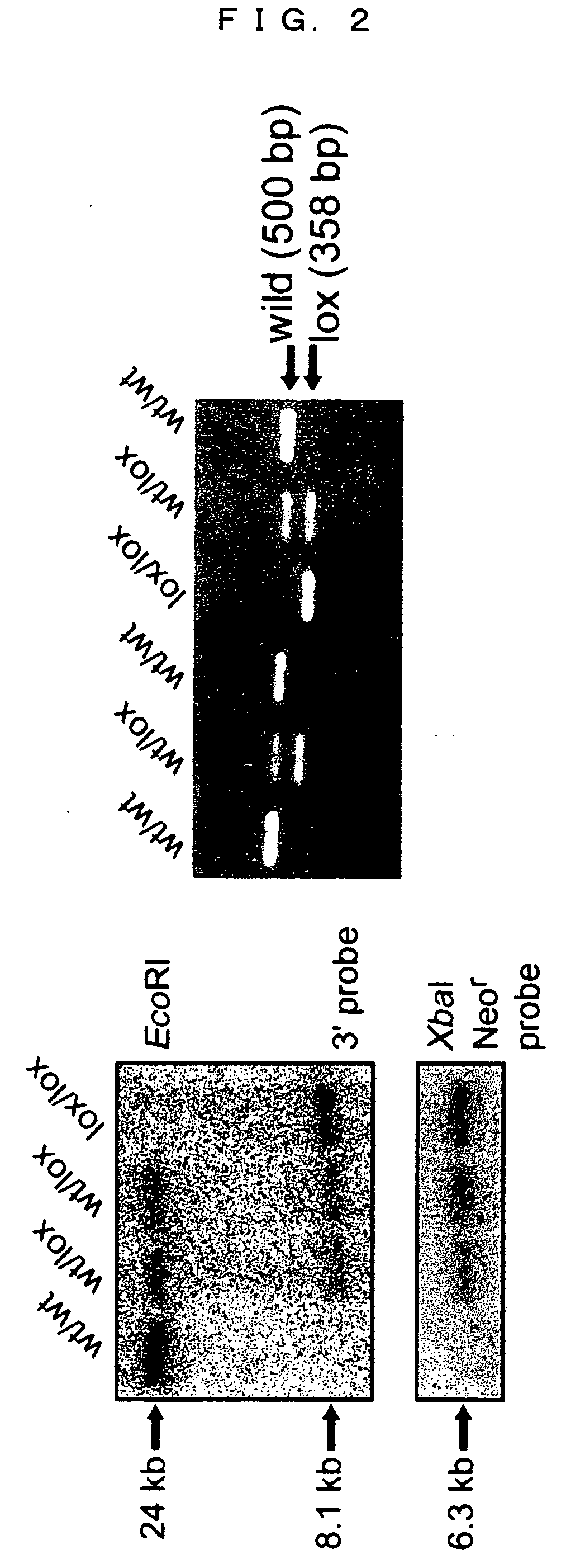 Knockin non-human animal and tissue-specific MnSOD knockout non-human animal