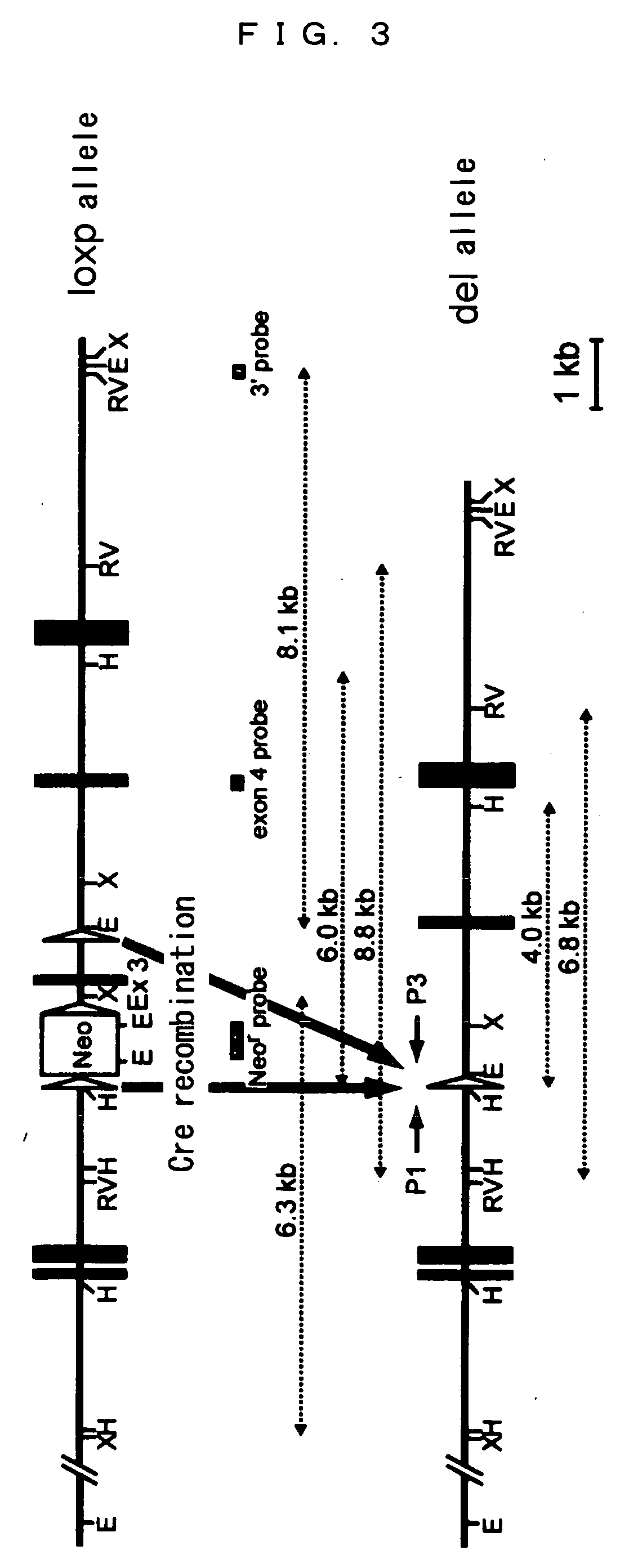 Knockin non-human animal and tissue-specific MnSOD knockout non-human animal