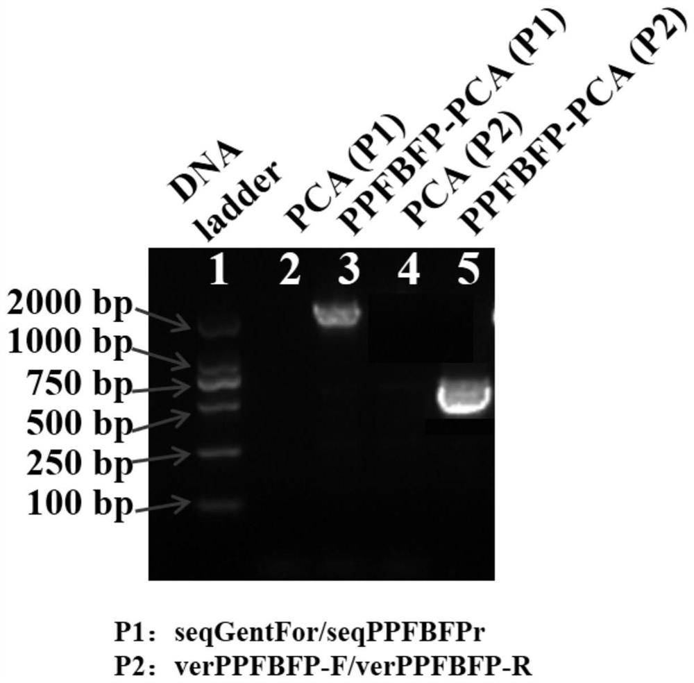 A method for in situ fluorescence labeling of Geobacter