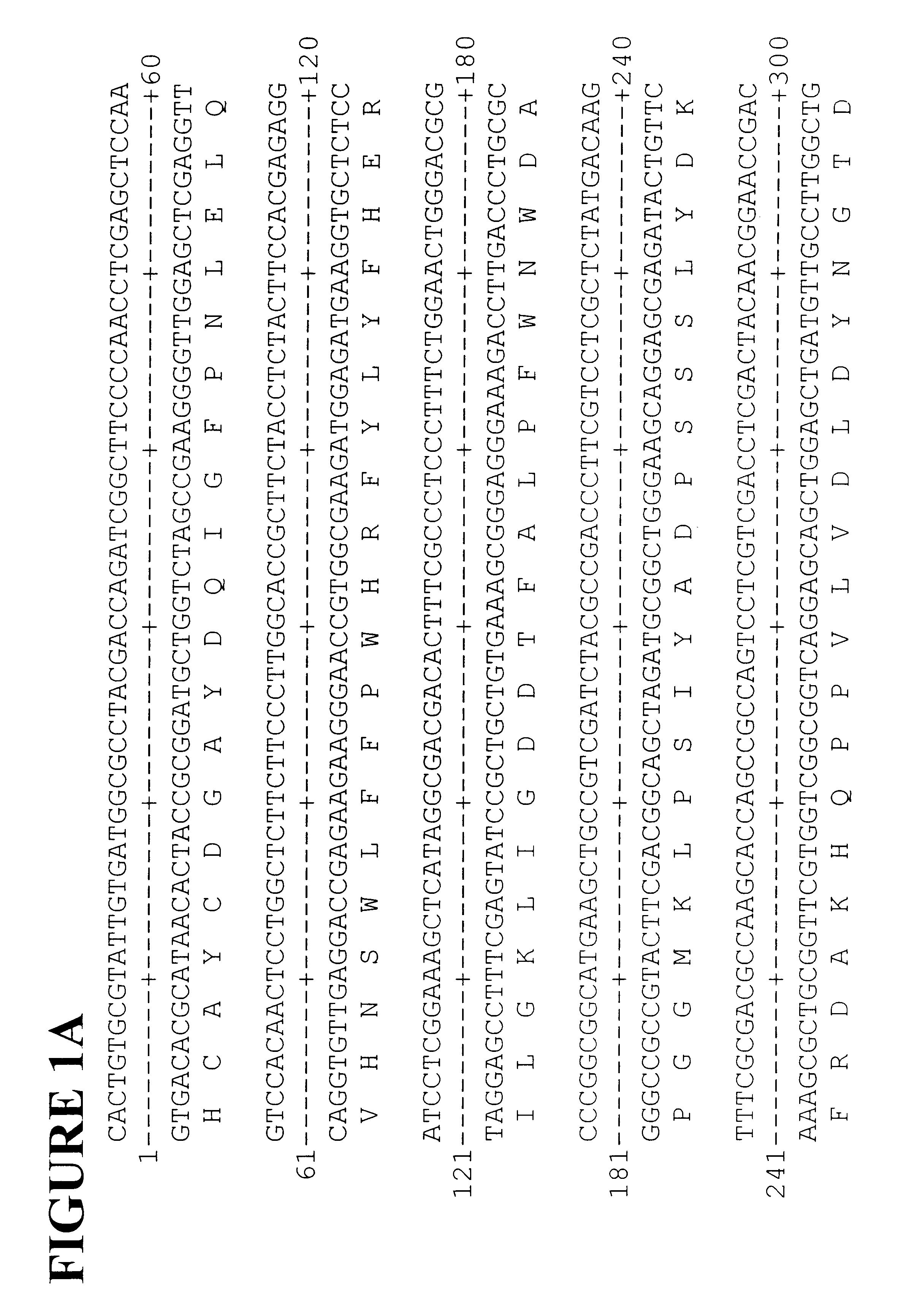 Polyphenyl oxidase genes from banana