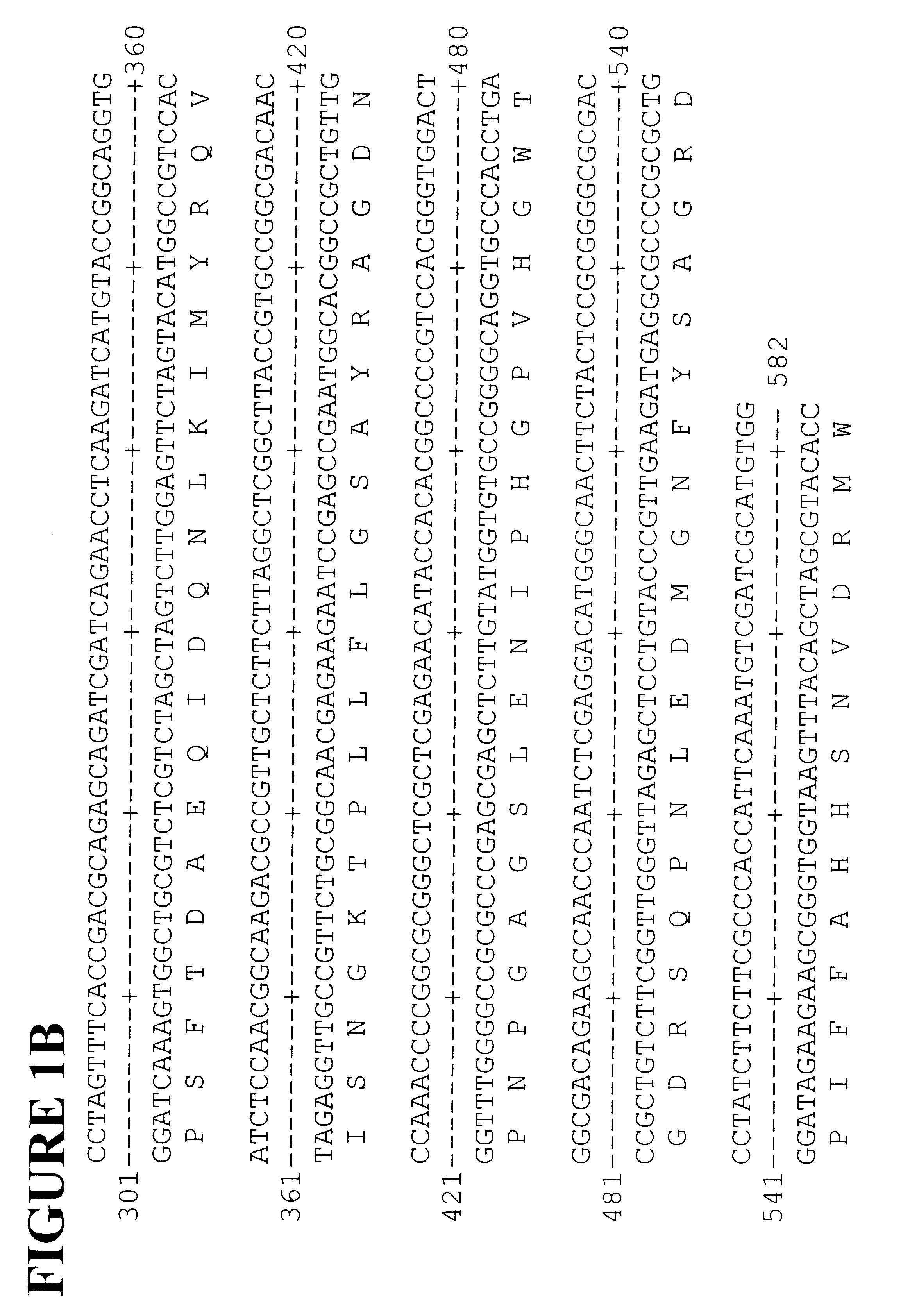 Polyphenyl oxidase genes from banana