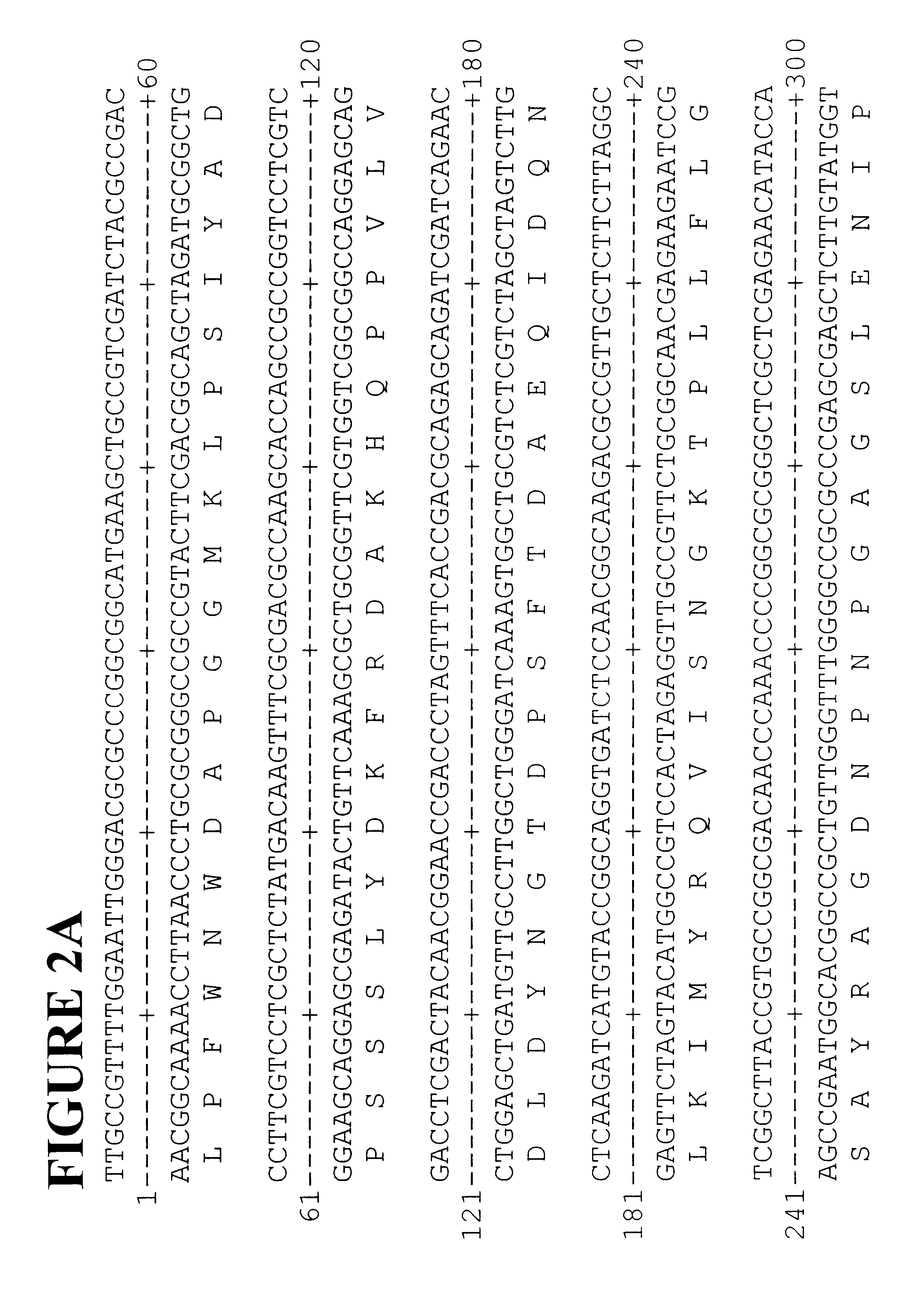 Polyphenyl oxidase genes from banana