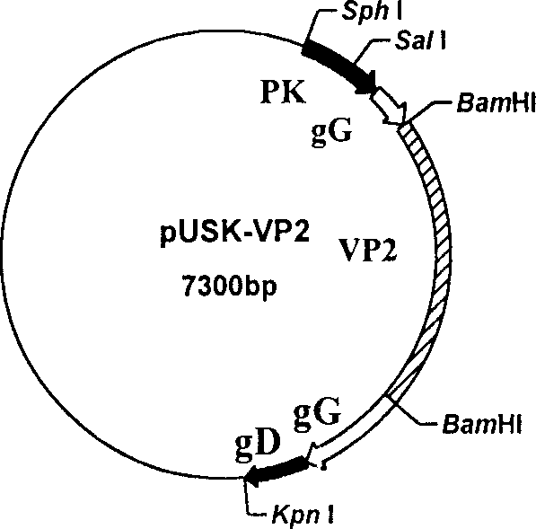 Recombinant pseudo-rabies virus expressing swine parvovirus VP2 gene and vacine and its preparation method