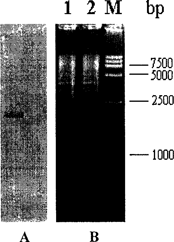 Recombinant pseudo-rabies virus expressing swine parvovirus VP2 gene and vacine and its preparation method