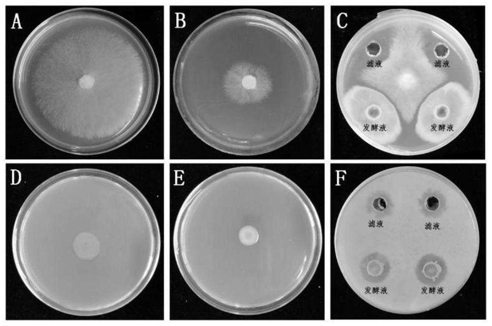 A Broad-spectrum Disease-resistant Bacillus Veles and Its Application