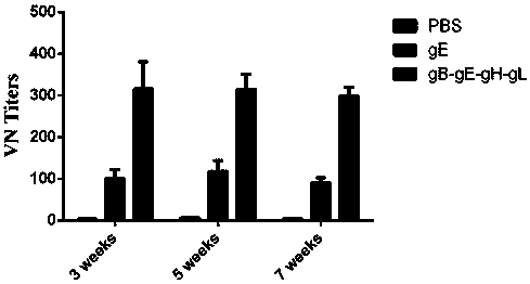 A kind of varicella-zoster virus gb-ge-gh-gl fusion protein, genetic engineering subunit vaccine and preparation method