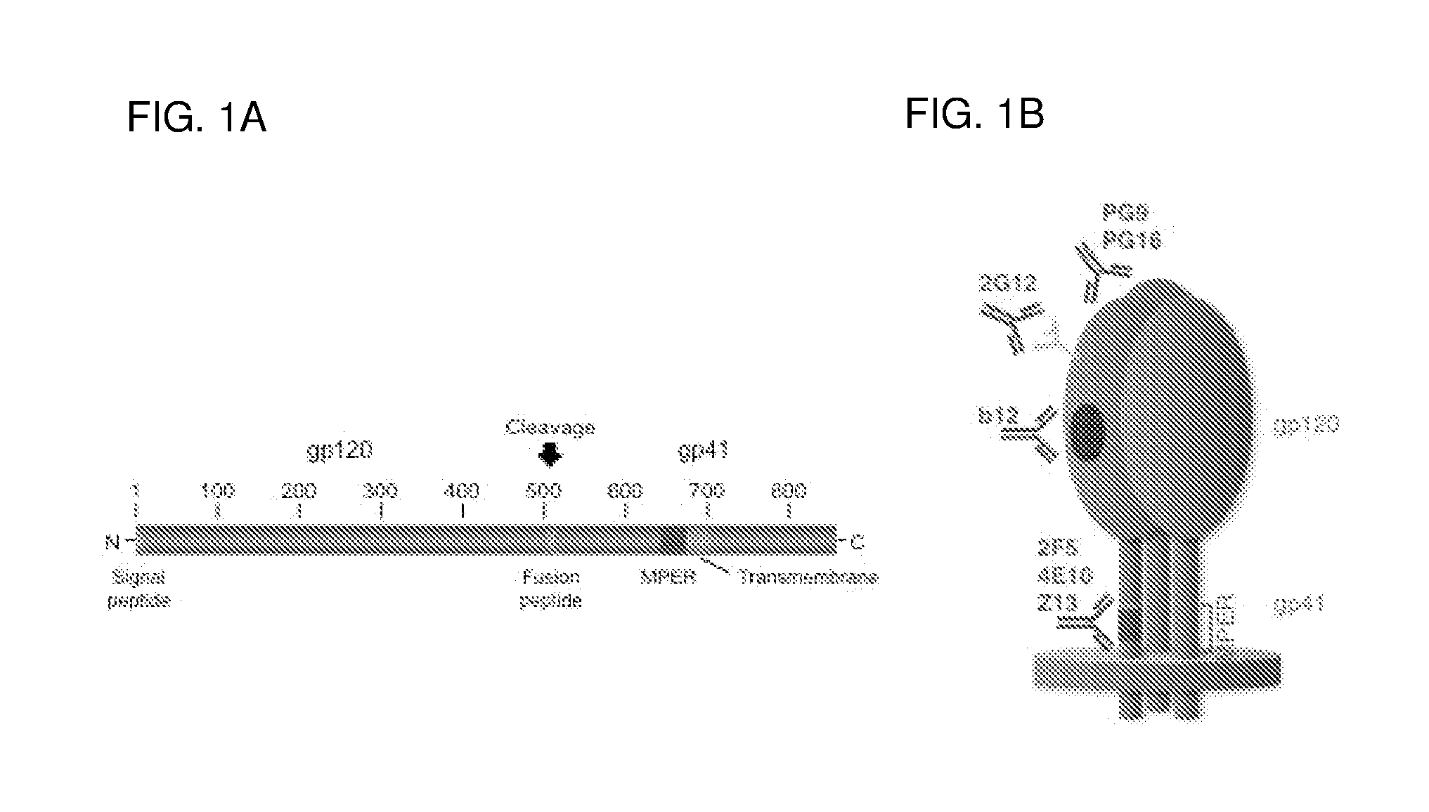 Recombinant viral vectors