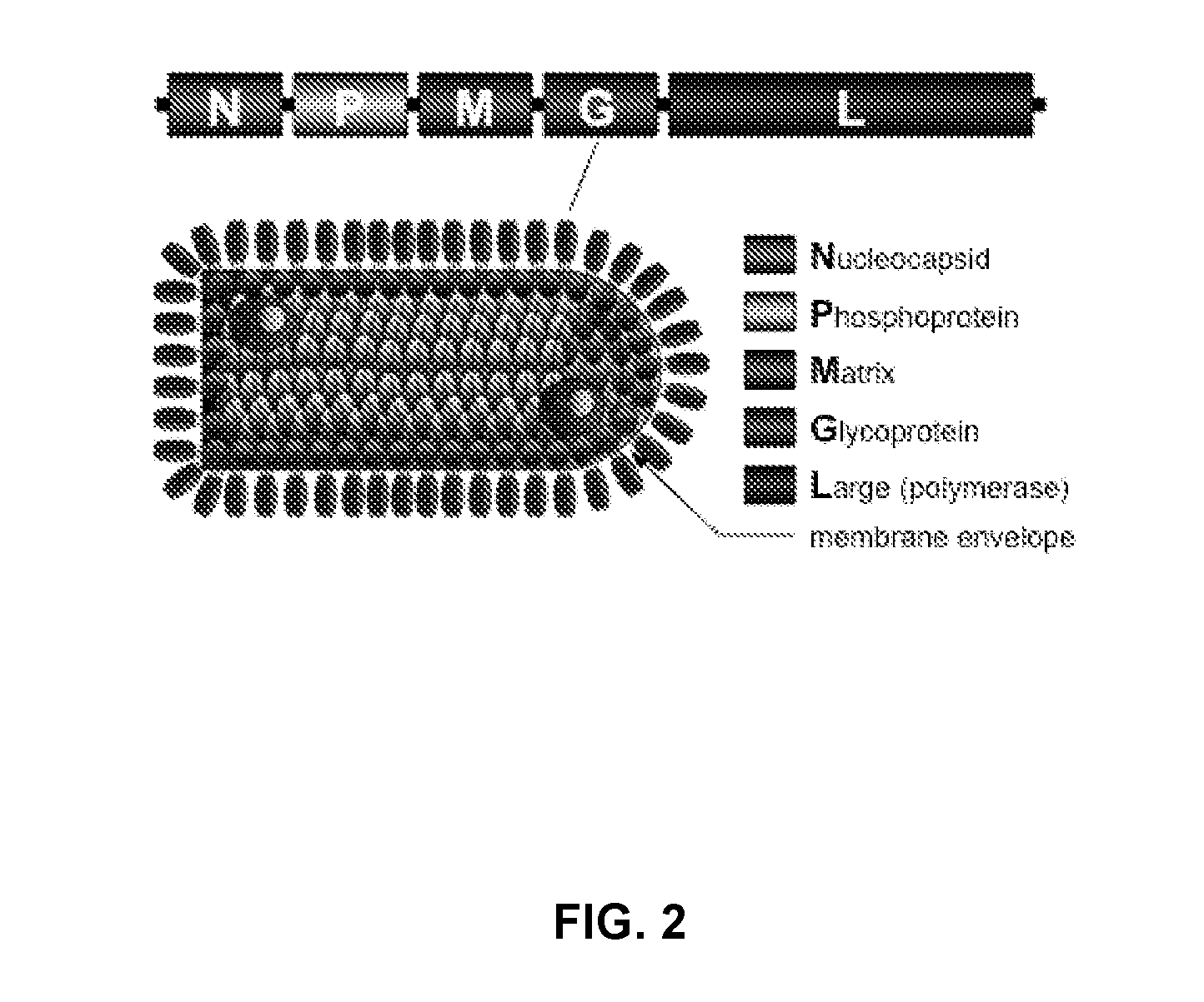 Recombinant viral vectors