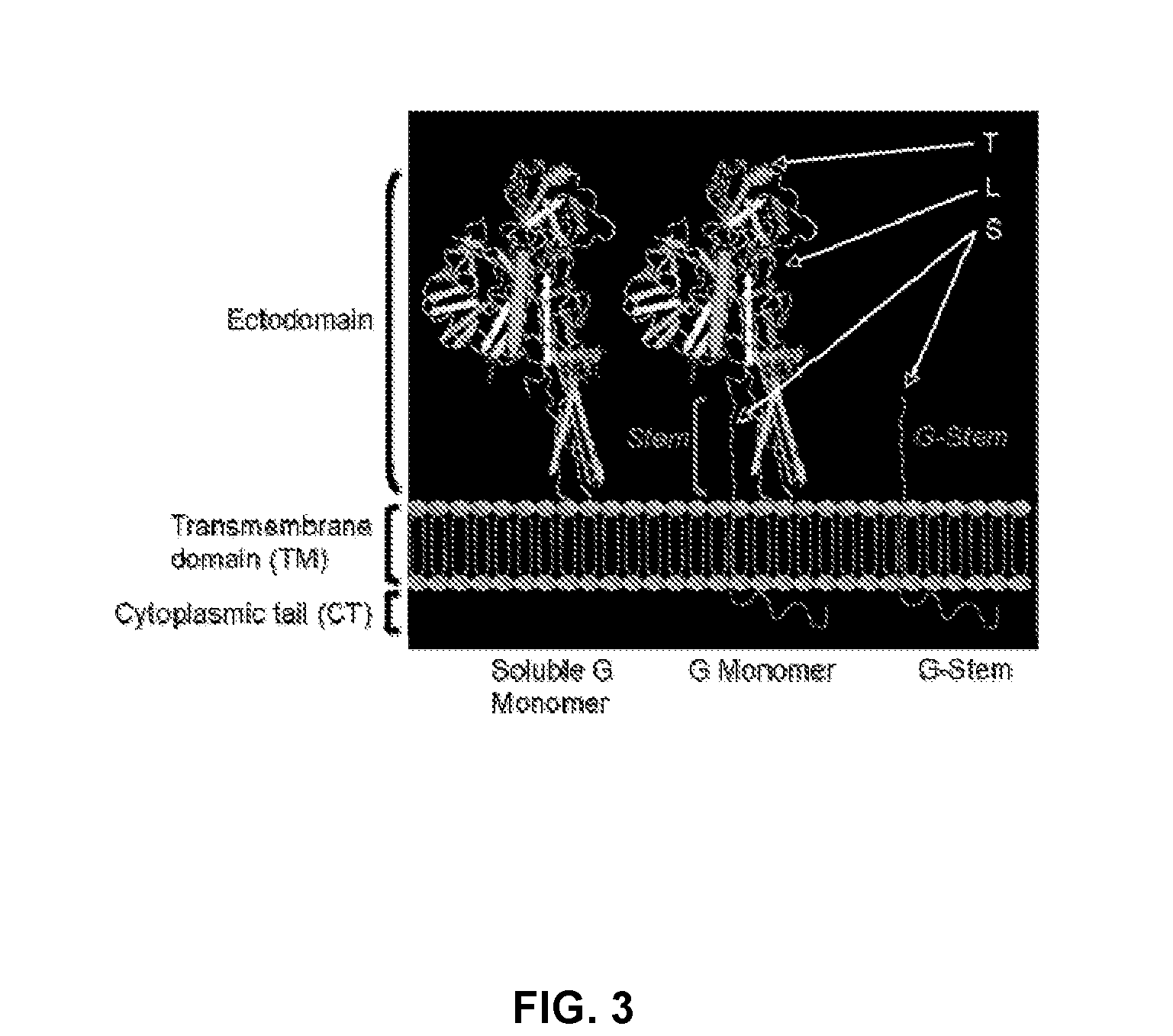 Recombinant viral vectors