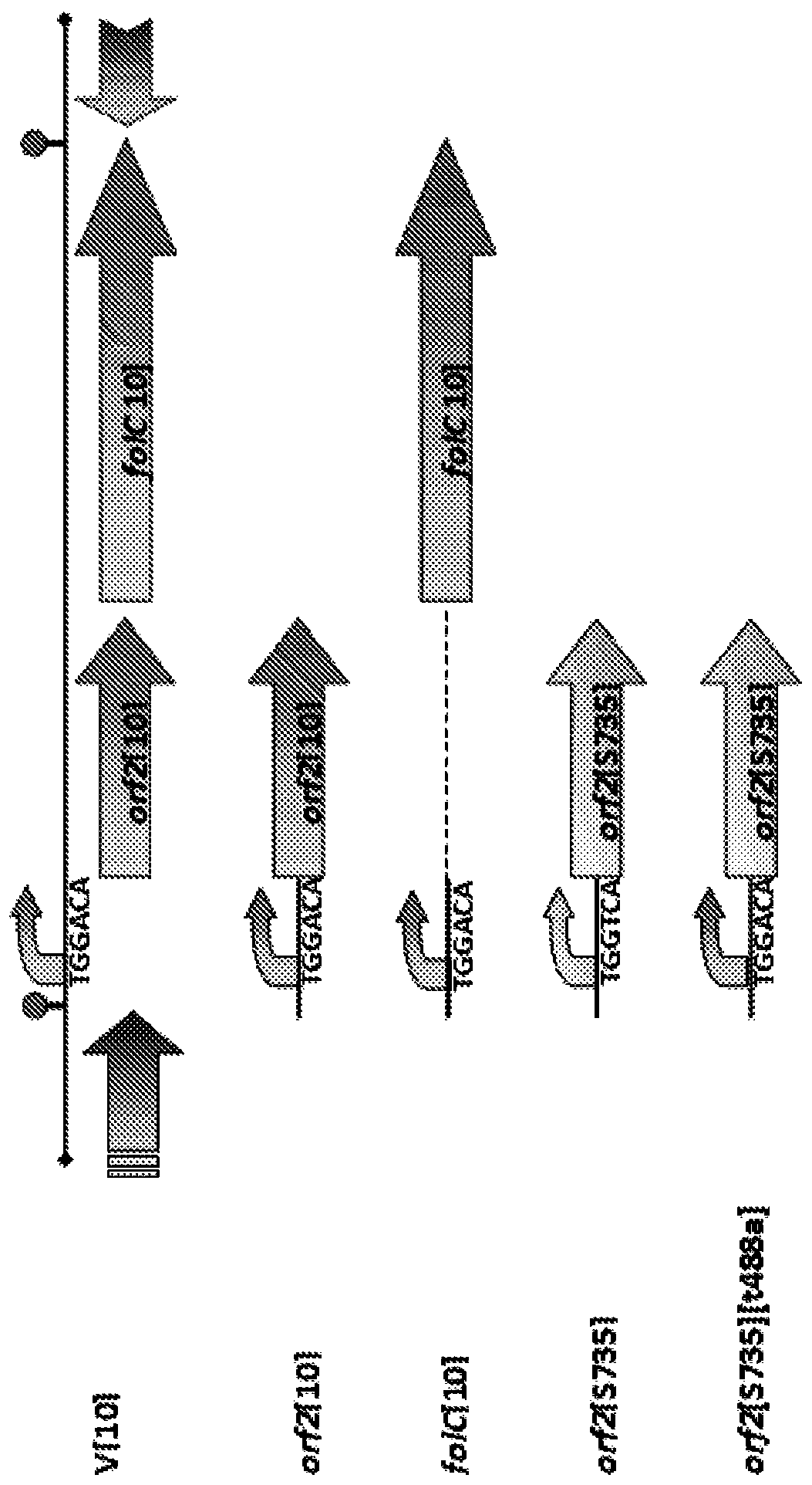 Attenuating bacterial virulence by attenuating bacterial folate transport