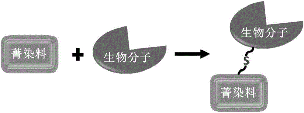 Biomolecule fluorescence marking method, fluorescence-marked biomolecule obtained thereby and application of fluorescence-marked biomolecule