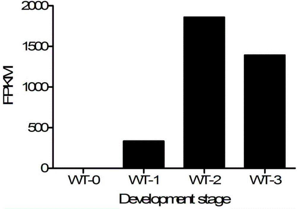 Identification and applications of plant anther-specific expression promoter pTaASG033